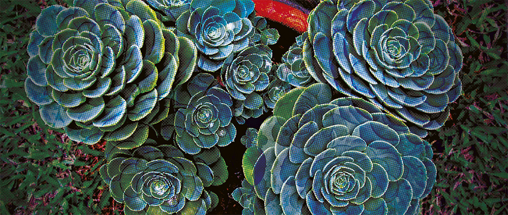 rosas A