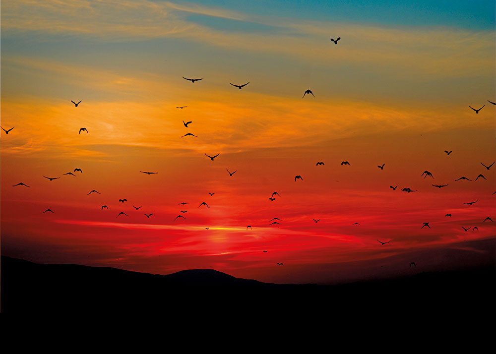 sunset 100367 A